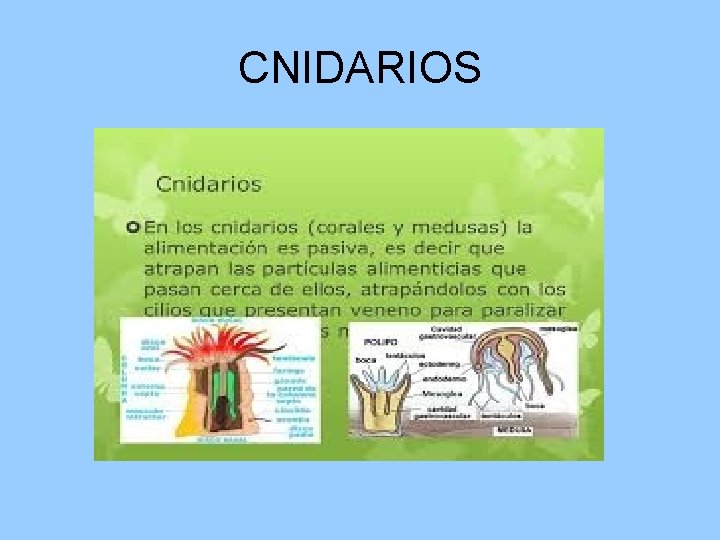 CNIDARIOS CNIDARIOS