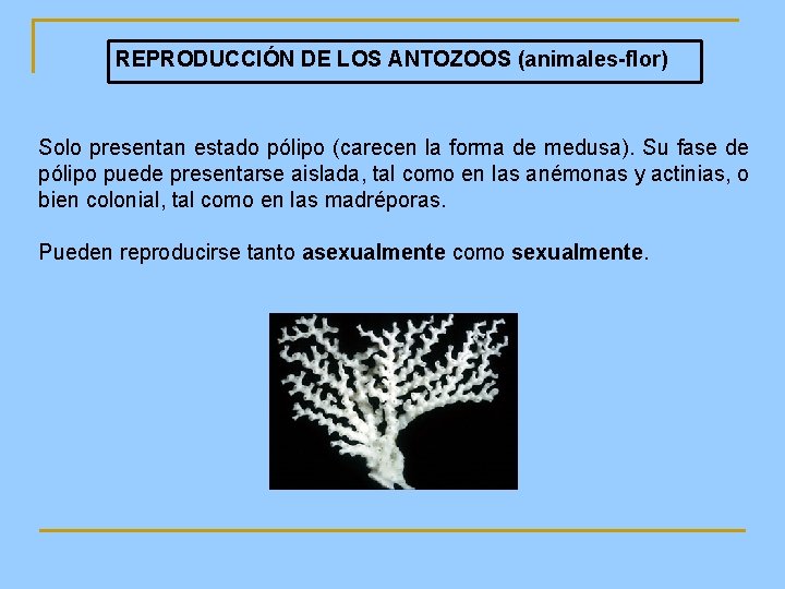 REPRODUCCIÓN DE LOS ANTOZOOS (animales-flor) Solo presentan estado pólipo (carecen la forma de medusa).