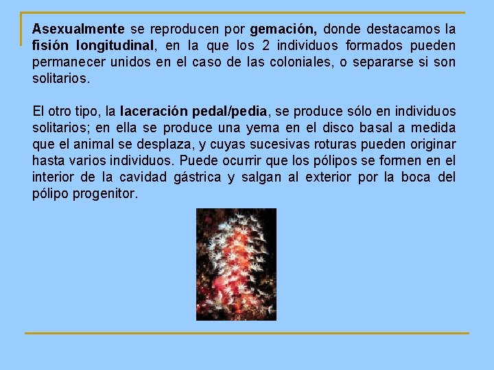 Asexualmente se reproducen por gemación, donde destacamos la fisión longitudinal, en la que los Asexualmente se reproducen por gemación, donde destacamos la fisión longitudinal, en la que los