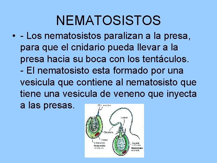NEMATOSISTOS • - Los nematosistos paralizan a la presa, para que el cnidario pueda NEMATOSISTOS • - Los nematosistos paralizan a la presa, para que el cnidario pueda