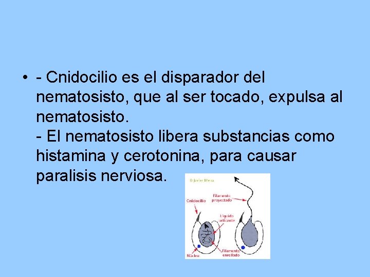  • - Cnidocilio es el disparador del nematosisto, que al ser tocado, expulsa