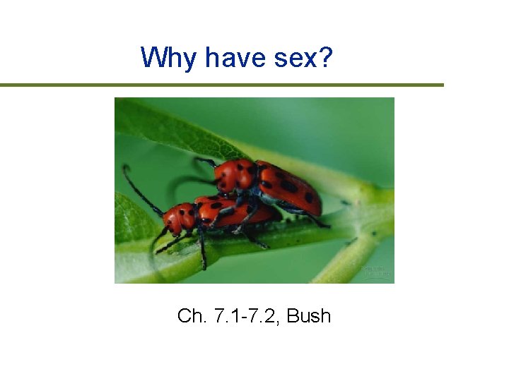 Why have sex? Ch. 7. 1 -7. 2, Bush 