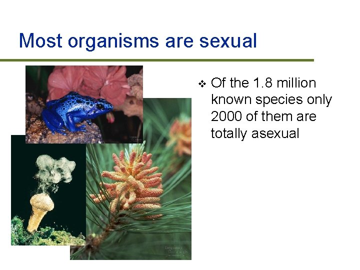 Most organisms are sexual v Of the 1. 8 million known species only 2000