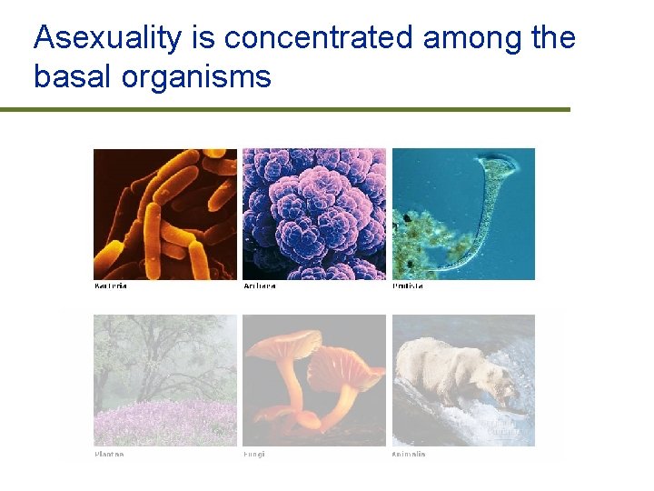 Asexuality is concentrated among the basal organisms 