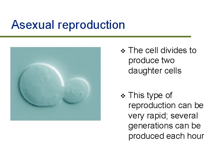 Asexual reproduction v The cell divides to produce two daughter cells v This type