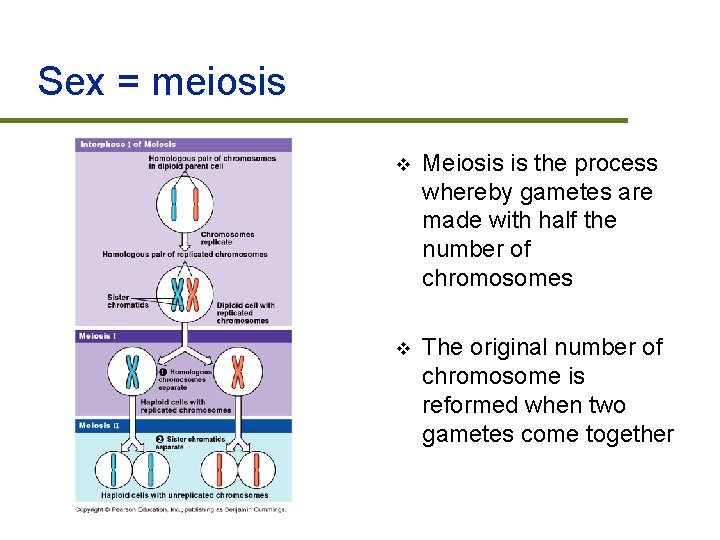 Sex = meiosis v Meiosis is the process whereby gametes are made with half