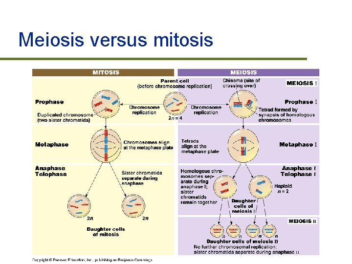 Meiosis versus mitosis 