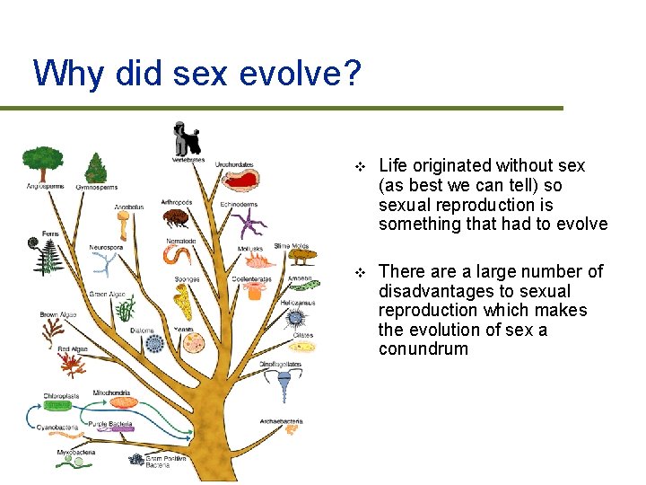 Why did sex evolve? v Life originated without sex (as best we can tell)