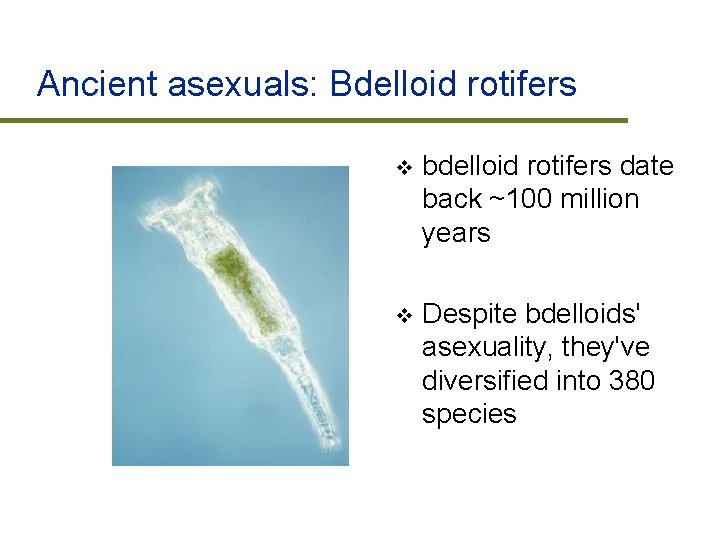 Ancient asexuals: Bdelloid rotifers v bdelloid rotifers date back ~100 million years v Despite