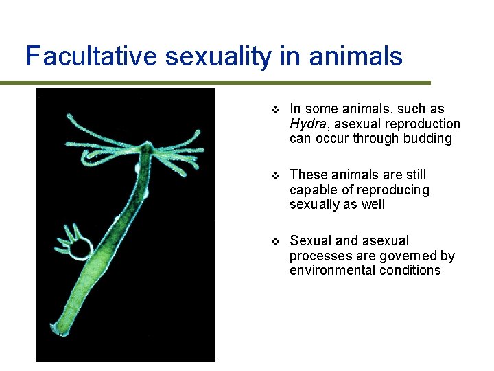 Facultative sexuality in animals v In some animals, such as Hydra, asexual reproduction can