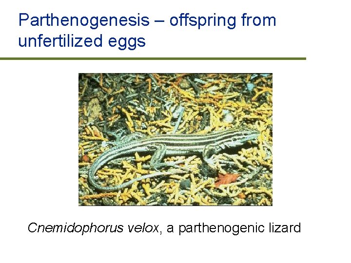 Parthenogenesis – offspring from unfertilized eggs Cnemidophorus velox, a parthenogenic lizard 