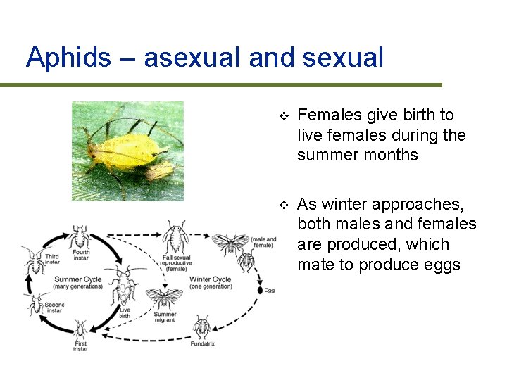 Aphids – asexual and sexual v Females give birth to live females during the