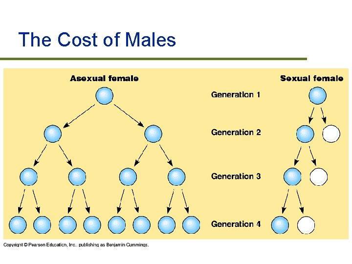 The Cost of Males 