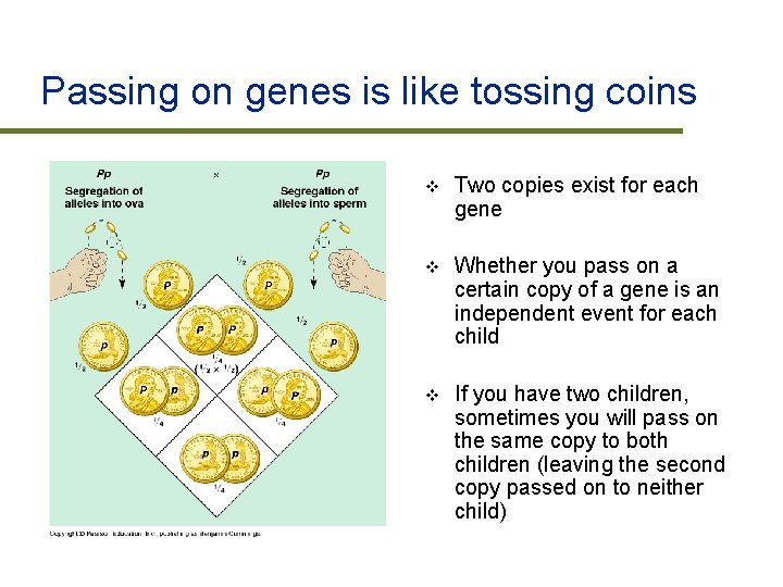 Passing on genes is like tossing coins v Two copies exist for each gene