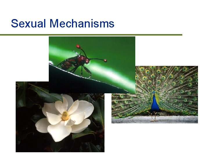 Sexual Mechanisms 