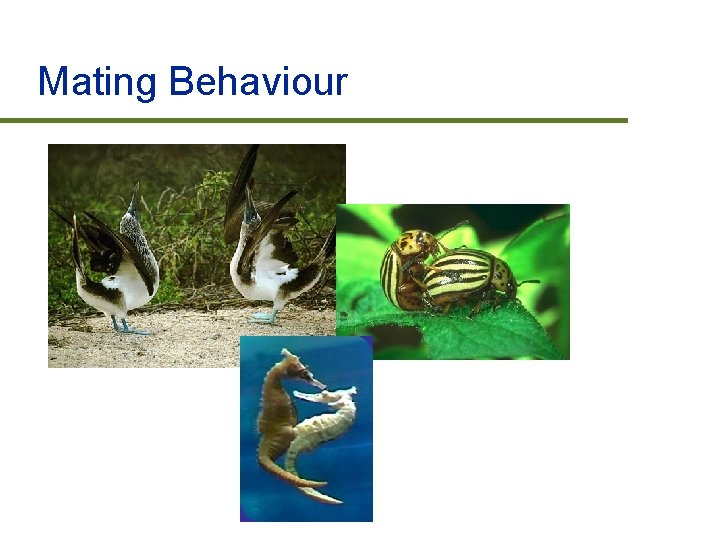 Mating Behaviour 