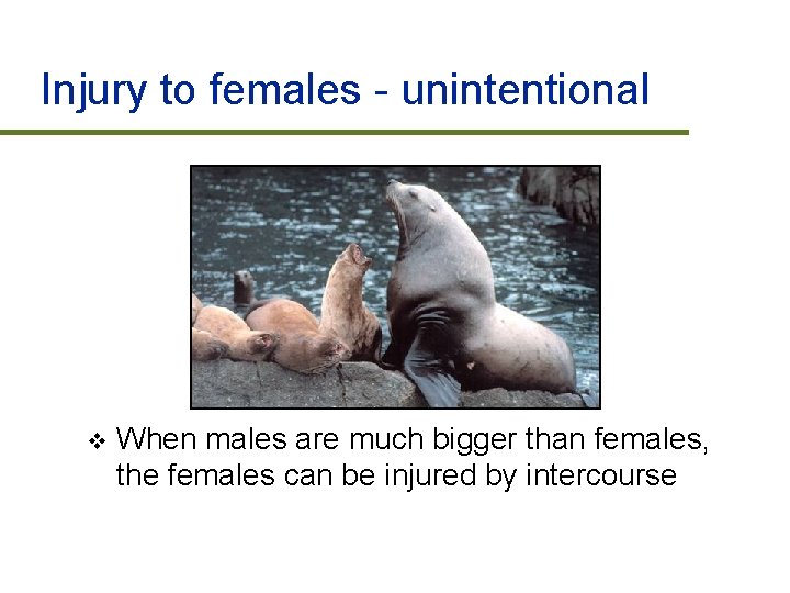 Injury to females - unintentional v When males are much bigger than females, the