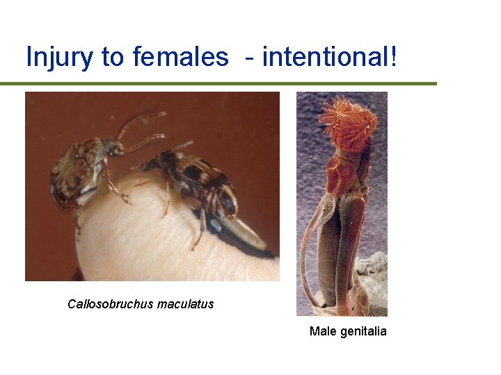 Injury to females - intentional! Callosobruchus maculatus Male genitalia 