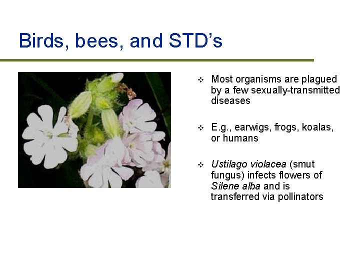 Birds, bees, and STD’s v Most organisms are plagued by a few sexually-transmitted diseases