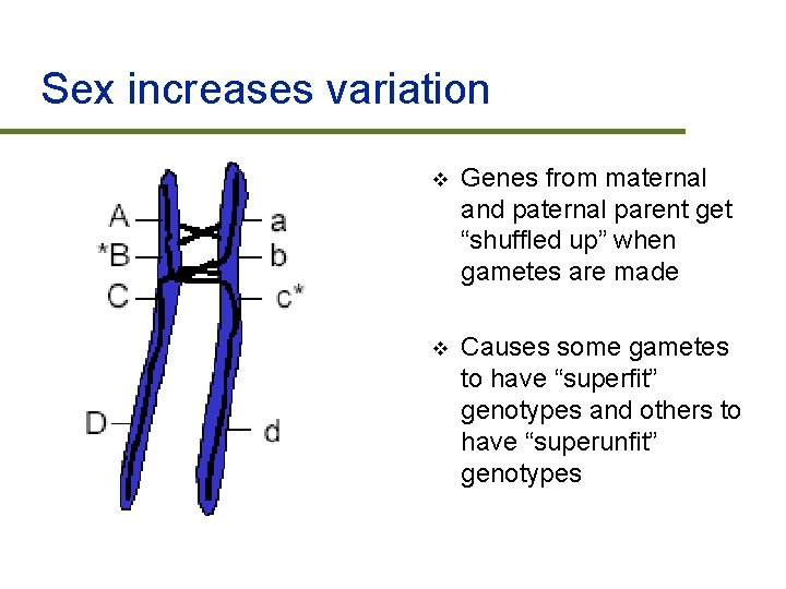 Sex increases variation v Genes from maternal and paternal parent get “shuffled up” when