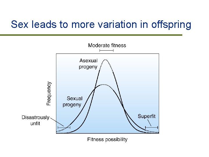 Sex leads to more variation in offspring 