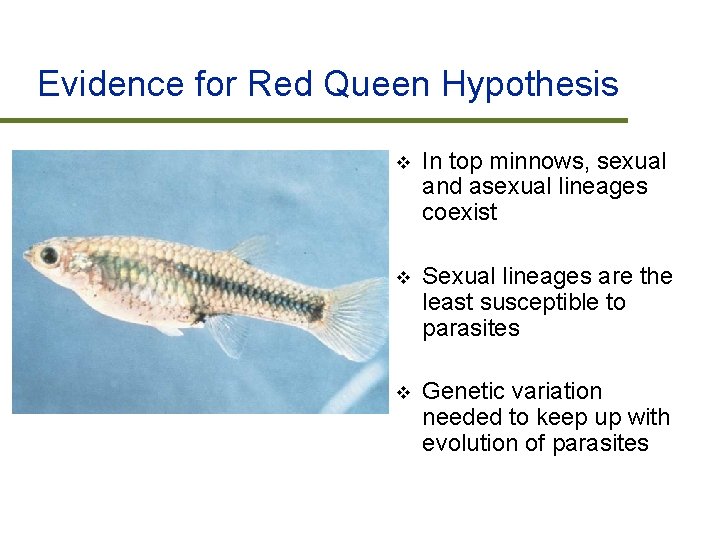 Evidence for Red Queen Hypothesis v In top minnows, sexual and asexual lineages coexist