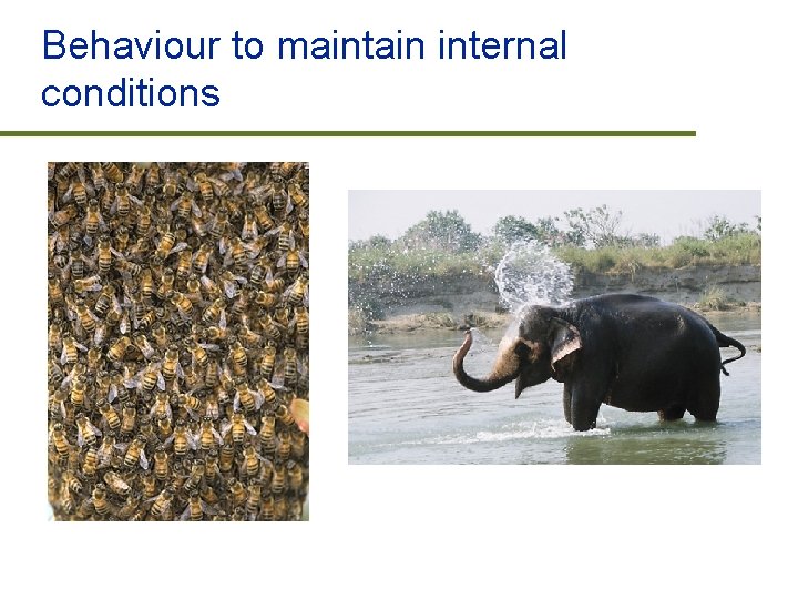 Behaviour to maintain internal conditions 