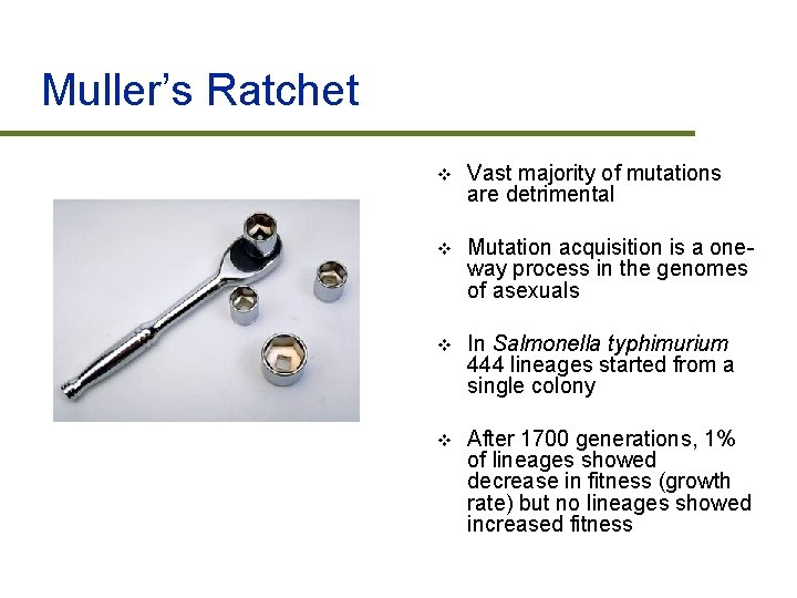 Muller’s Ratchet v Vast majority of mutations are detrimental v Mutation acquisition is a