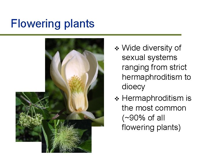 Flowering plants Wide diversity of sexual systems ranging from strict hermaphroditism to dioecy v