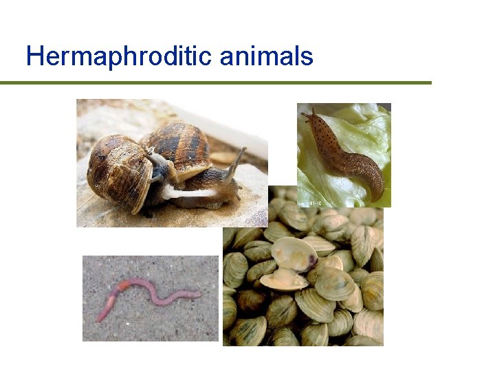 Hermaphroditic animals 