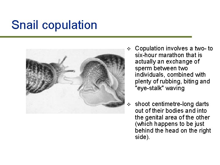 Snail copulation v Copulation involves a two- to six-hour marathon that is actually an