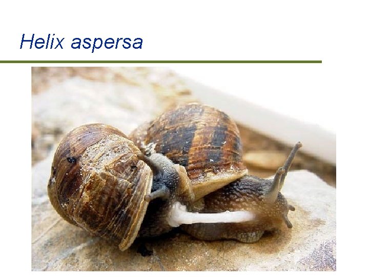 Helix aspersa 