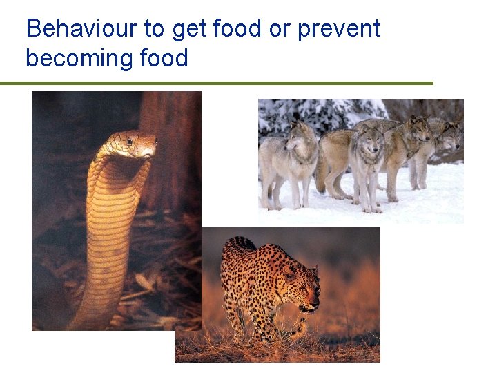 Behaviour to get food or prevent becoming food 