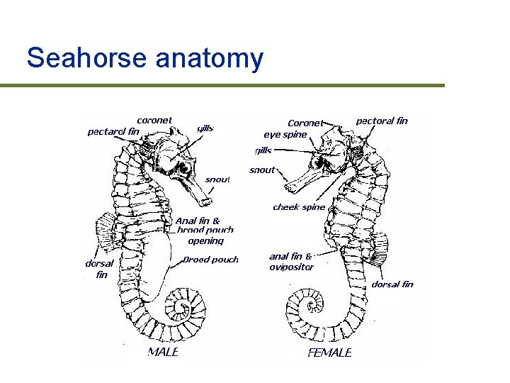 Seahorse anatomy 