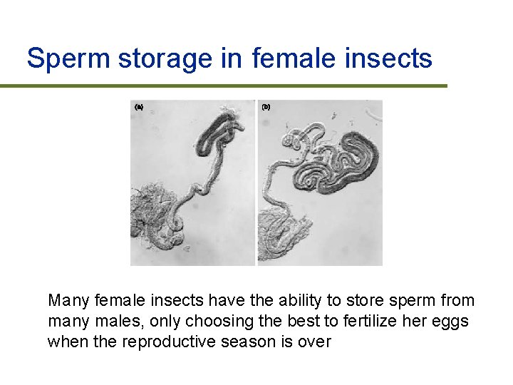 Sperm storage in female insects Many female insects have the ability to store sperm