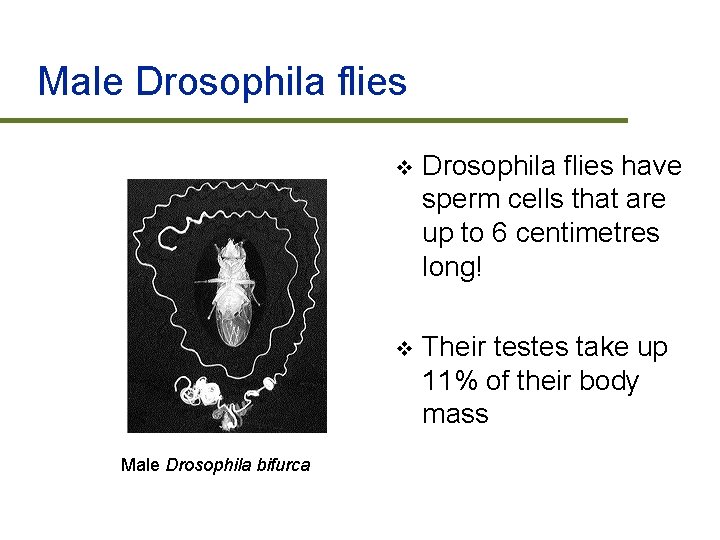Male Drosophila flies Male Drosophila bifurca v Drosophila flies have sperm cells that are
