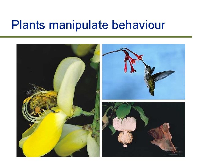 Plants manipulate behaviour 