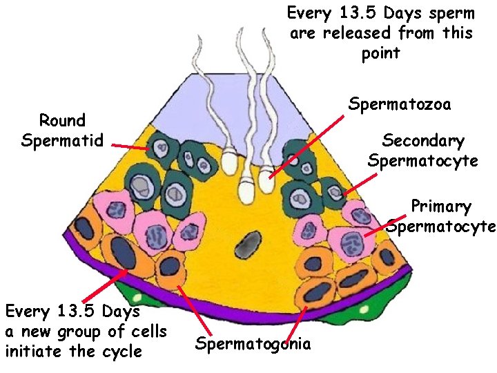 Every 13. 5 Days sperm are released from this point Spermatozoa Round Spermatid Secondary