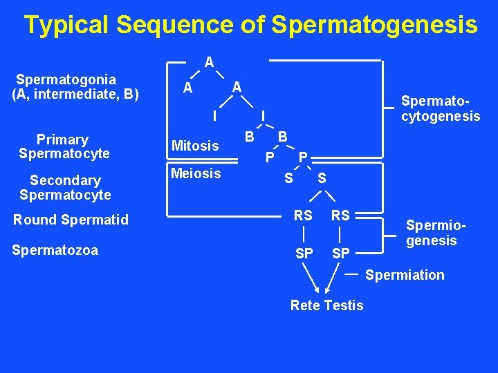 Typical Sequence of Spermatogenesis A Spermatogonia (A, intermediate, B) A A I Primary Spermatocyte