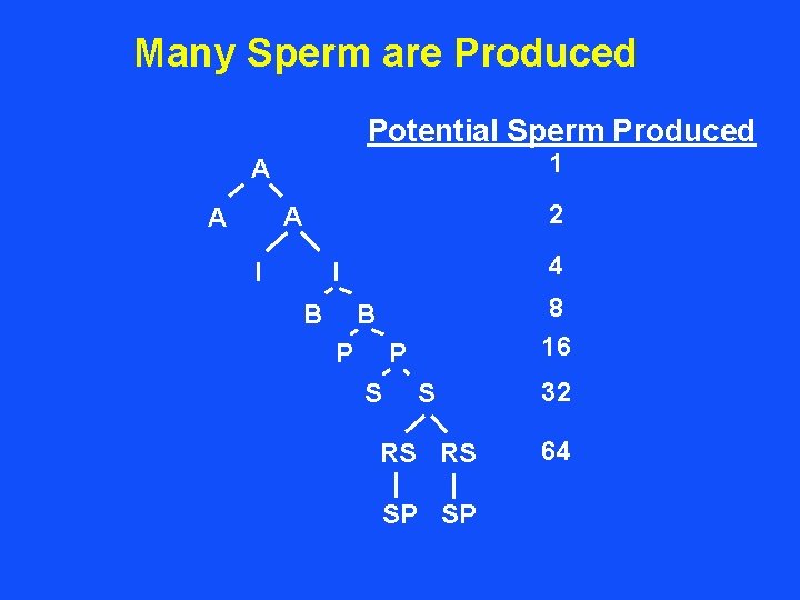 Many Sperm are Produced Potential Sperm Produced 1 A 2 A A I 4
