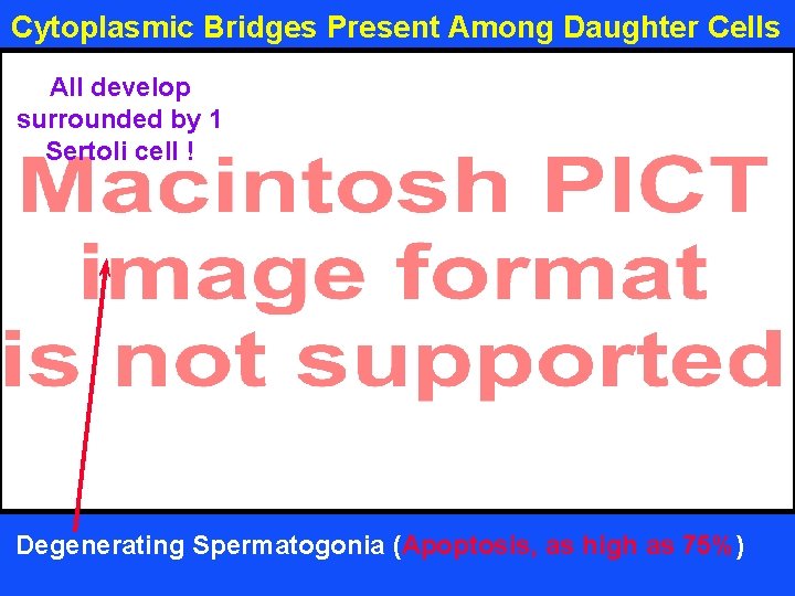 Cytoplasmic Bridges Present Among Daughter Cells All develop surrounded by 1 Sertoli cell !