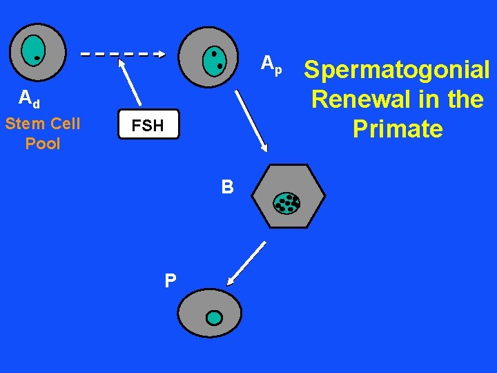 Ap Ad Stem Cell Pool FSH B P Spermatogonial Renewal in the Primate 