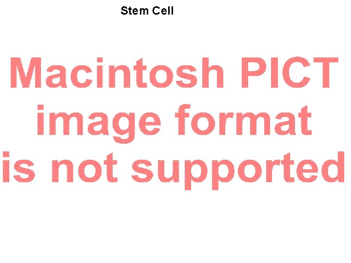 Stem Cell 