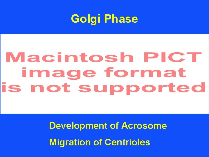 Golgi Phase Development of Acrosome Migration of Centrioles 