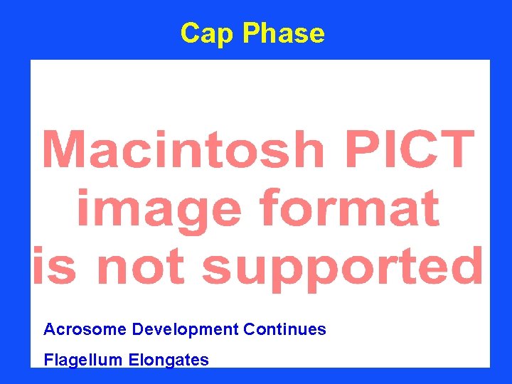 Cap Phase Acrosome Development Continues Flagellum Elongates 