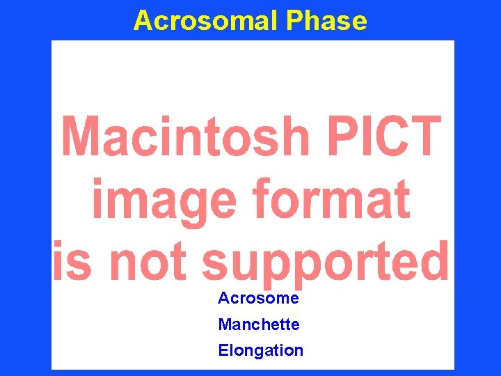 Acrosomal Phase Acrosome Manchette Elongation 