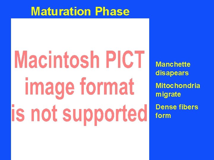 Maturation Phase Manchette disapears Mitochondria migrate Dense fibers form 