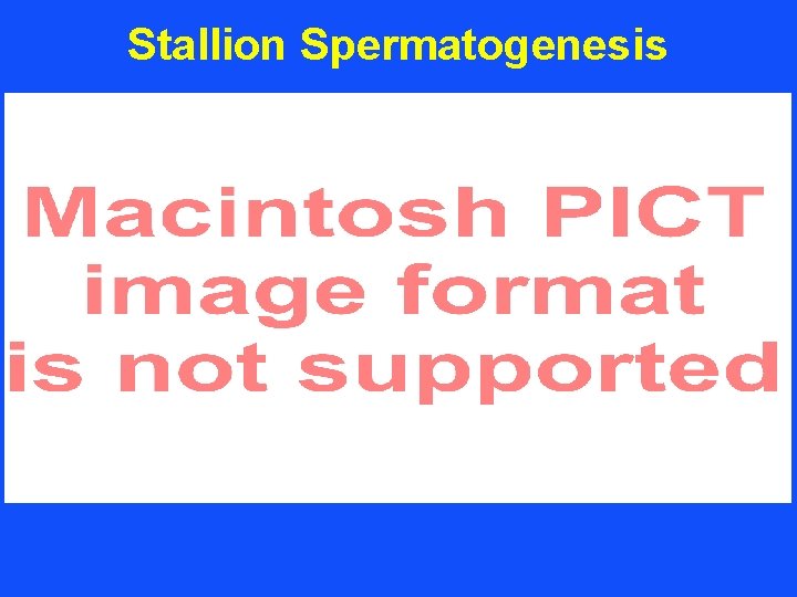 Stallion Spermatogenesis 