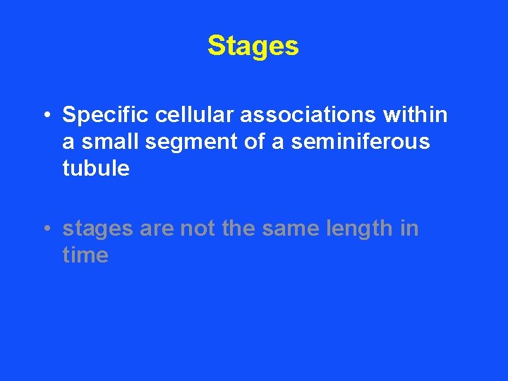 Stages • Specific cellular associations within a small segment of a seminiferous tubule •