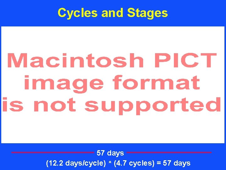 Cycles and Stages 57 days (12. 2 days/cycle) * (4. 7 cycles) = 57